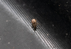Cryptachaea blattea