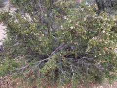 Cercocarpus intricatus