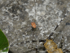 Pseudogagrella