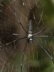 Nephila pilipes