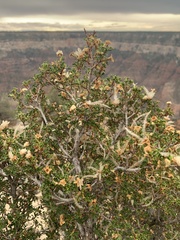 Cercocarpus intricatus