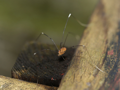Pseudogagrella splendens