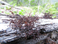 Bryocaulon divergens