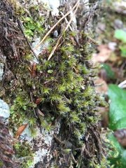 Racomitrium lawtonae