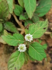 Lippia dulcis