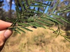 Acacia loroloba