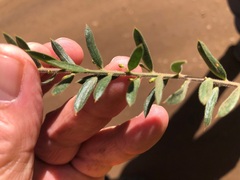 Daviesia filipes