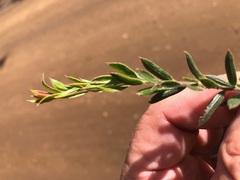 Daviesia filipes