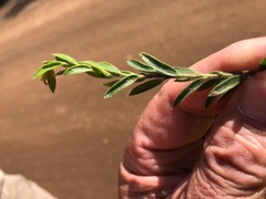 Daviesia filipes