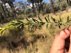 Daviesia filipes