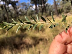 Daviesia filipes