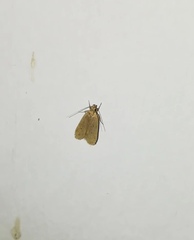 Lepidoptera