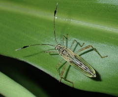 Zoreva