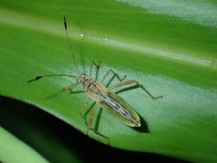 Zoreva
