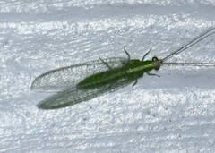 Chrysopodes collaris