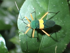 Paryphes flavocinctus