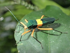 Paryphes flavocinctus