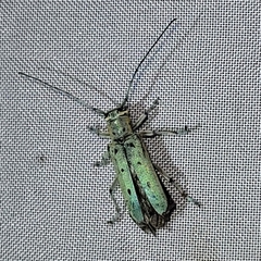 Saperda octopunctata