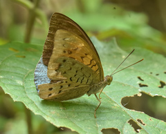 Tanaecia julii