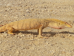 Varanus griseus griseus