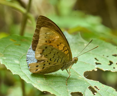 Tanaecia julii