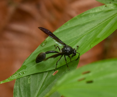 Phimenes indosinensis