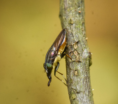 Idiella