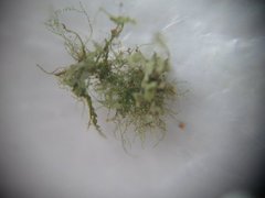 Crepidomanes intricatum