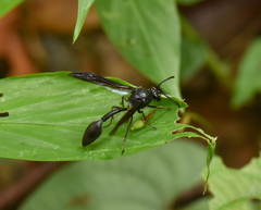 Phimenes indosinensis