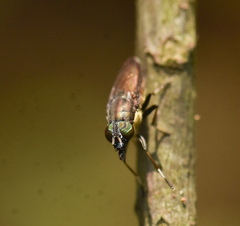 Idiella