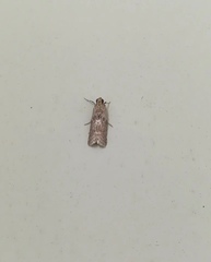Pyralidae