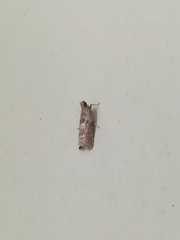 Pyralidae