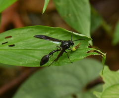 Phimenes indosinensis