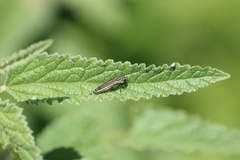 Agrilus aureus