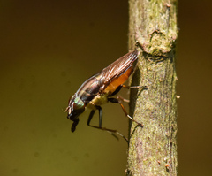 Idiella