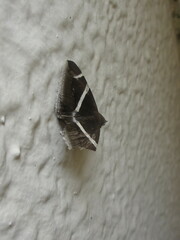 Bastilla arctotaenia