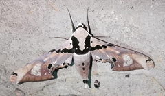 Adhemarius gannascus