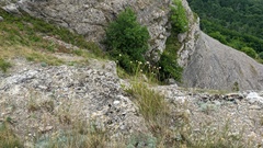 Cephalaria coriacea