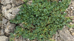 Medicago cretacea