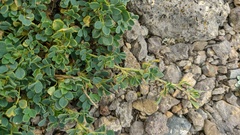 Medicago cretacea
