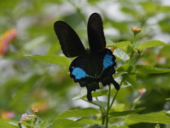 Papilio paris