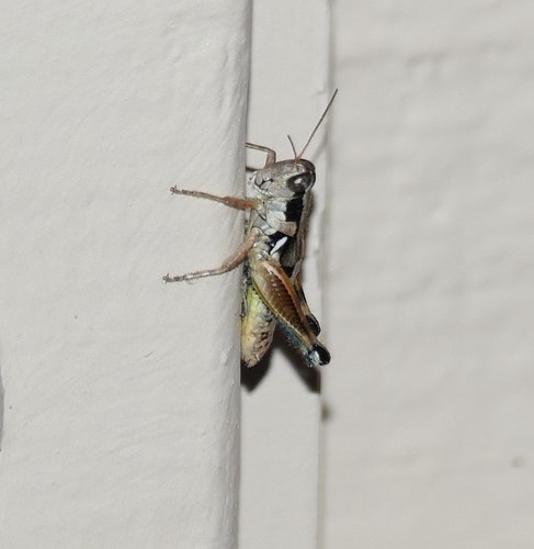Melanoplus femurnigrum photo 5