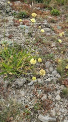 Cephalaria coriacea