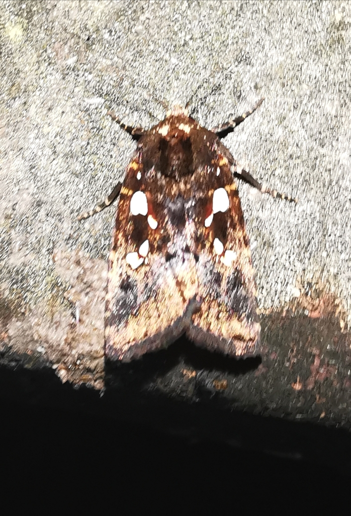 Calymniodes
