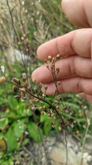 Camelina rumelica
