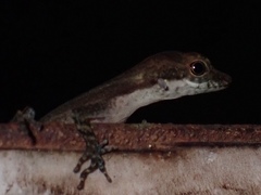 Anolis apletophallus