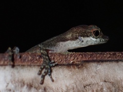 Anolis apletophallus