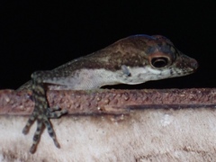 Anolis apletophallus