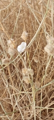 Convolvulus oxyphyllus