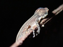 Anolis apletophallus